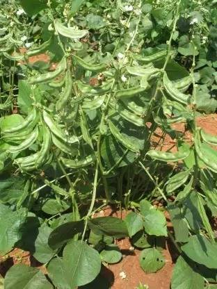 Aro Dolichos, Dolichos Beans Seed