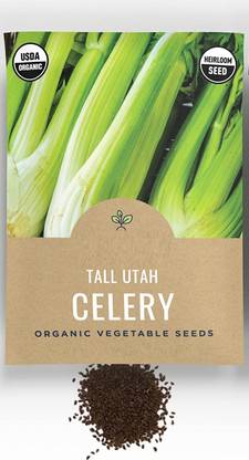 CYBEXIS NBIR-42 - Tall Utah 52/70 Celery - (2250 Seeds) Seed