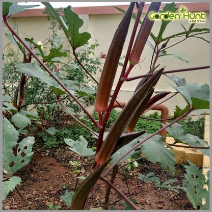 ActrovaX Bhendi Red (Red Ladies Finger/Red Okra) Heirloom [500 Seeds] Seed