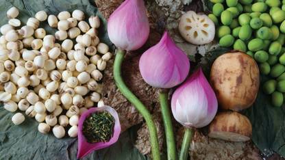 LOTES LOTUS & PODDO Seed