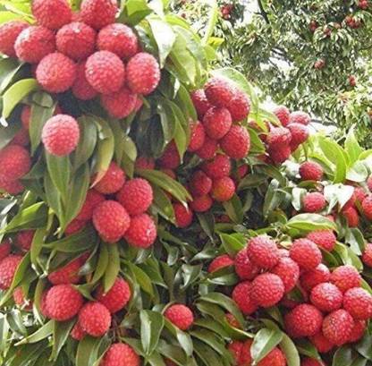 Oliver litchi,lichi.lichyee Seed