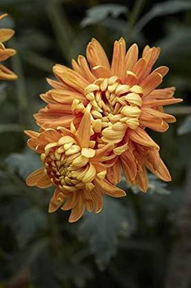 WILLVINE PAU-338 Chrysanthemum Red colour F1 Hybrid Seeds Seed