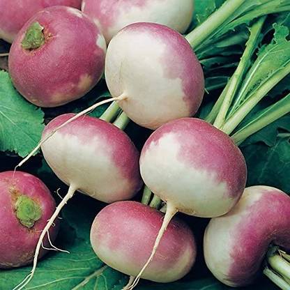 Aywal Scarlet Queen Turnip Seed