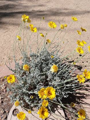 CYBEXIS VVI-38 - Yellow Desert Marigold - (2250 Seeds) Seed