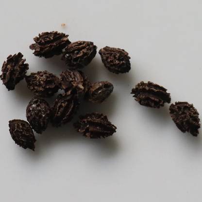 Tapti Papaya Seed