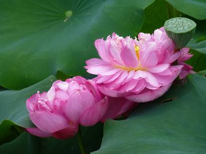 Aywal lotus/water lily flower /bonsai Lotus /ponds Seed