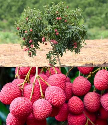 Aywal Premium Hybrid Litchi ( Lychee ) Fruit Seed