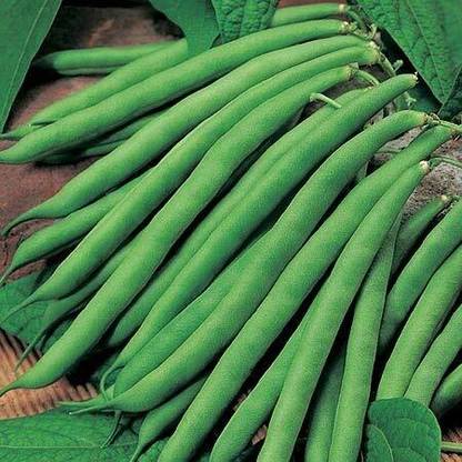 Aywal Green French Bean Seed