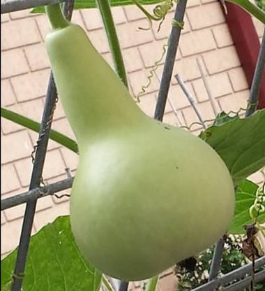 UGRA Round Bottle Gourd, Ghiya Seed