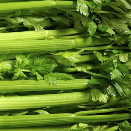 ENTENT Organic Celery Vegetable Seed