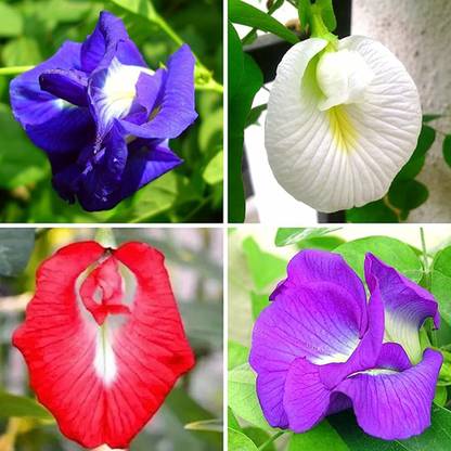 SREE Aparajita flower, Nilkantha flower, Pea flower, Clitoria ternatea Seed