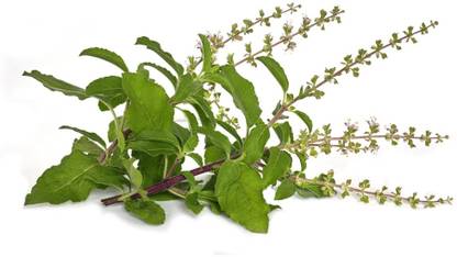 Quentova Holy Basil Tulsi Ocimum tenuiflorum Seed
