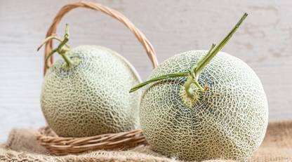 VibeX LX-98 - Madhuraja/मधुराजा Hybrid Muskmelon - (1350 Seeds) Seed
