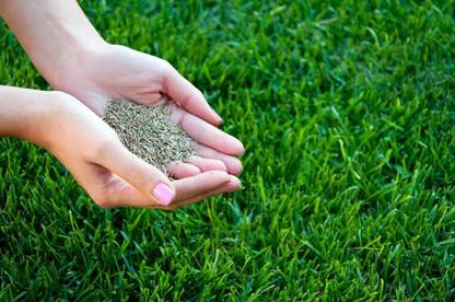 BJUBAS American grass seeds for lawn PACK OF 9400 Seed