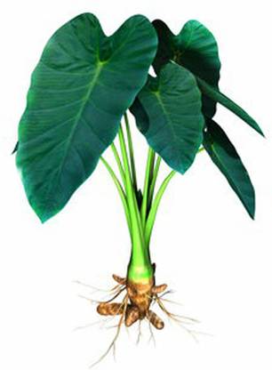 SREE Taro Root,Kachu Seed