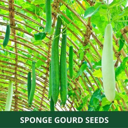 ENINE Tori Seed