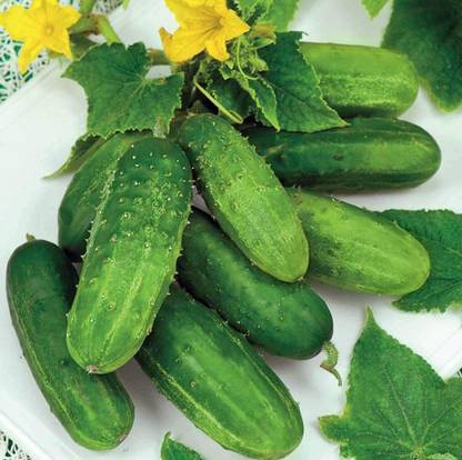 CYBEXIS VVI-21 - Cucumber Bush Type Pickling - (150 Seeds) Seed