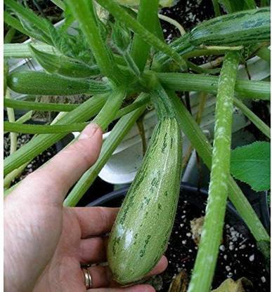 WILLVINE GBPUT-505 Caserta Zucchini Squash Seeds Seed