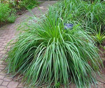 VibeX VVI-21 - Lemon Grass Mosquito Repellent Plant - (2250 Seeds) Seed
