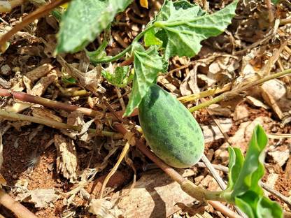 ASPEN Wild Melon | Murukkam Pazham Seed