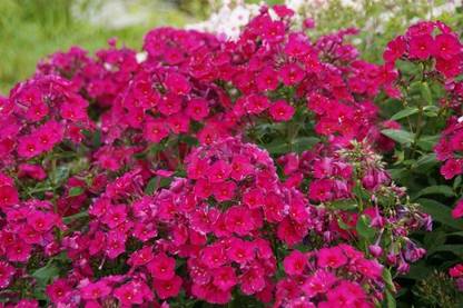 CYBEXIS Phlox paniculata, Kirchenfuerst-50 Seeds Seed