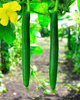 VibeX Sponge Gourd Tori Torai[250 Gms, 1250 Seeds] Seed