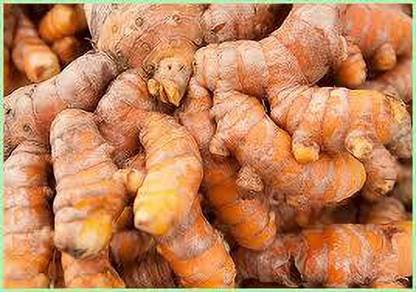 ibains Pure organic hybrid kachi Haldi/Turmeric seeds for garden Seed