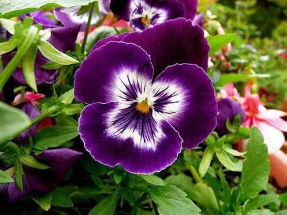 BDSresolve All season flower seeds (Pensy flower seeds) PACK OF 34 Seed