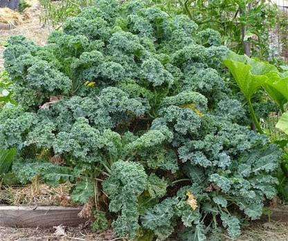 KNESSiN Kale Emerald ice Seed