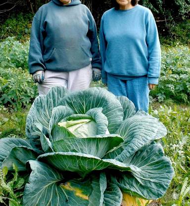 CYBEXIS Giant Cabbage Seeds -100 Seeds Seed