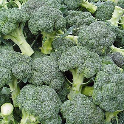 KANAYA Brocoli Seed