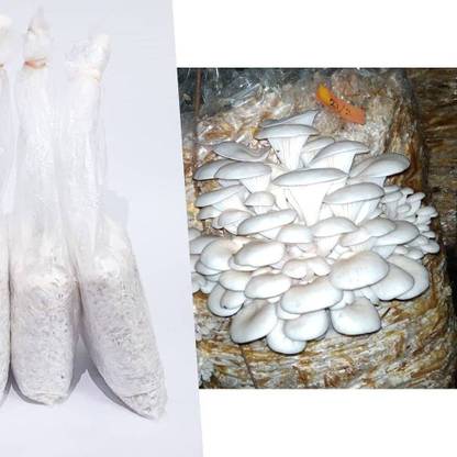 Arko Oyster Mushroom Spawn, High Yield Pleurotus Ostreatus, Edible CO2 Variety Seed