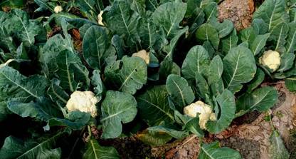 DHENU PRASAD 1024 F1 Hybrid Big Cauliflower Seed