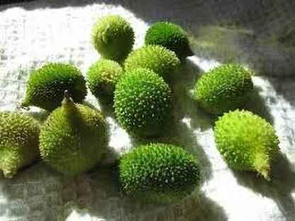 ibains Kankada seeds Seed