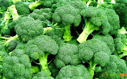 WILLVINE SYN -VIII Broccoli Seeds (Brassica oleracea) Easy to Grow [5g] Seed