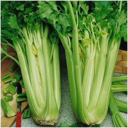 VibeX VXI-36 - Certified Utah Celery - (250 Seeds) Seed