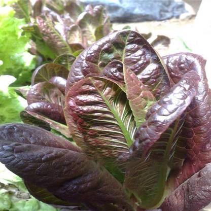 Aywal Lettuce Seed