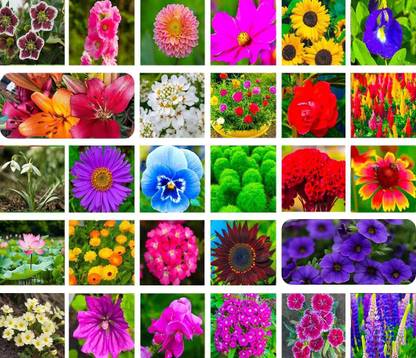 ibains Notormoni flowers all color seeds Seed