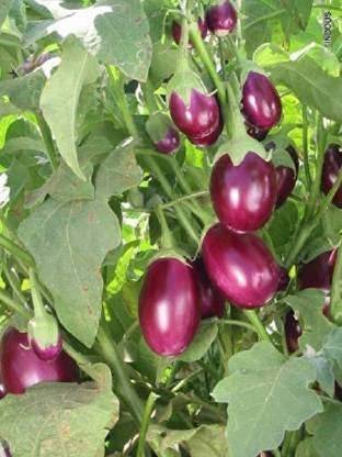 CYBEXIS Vegetable Brinjal Chu Chu (चू चू बैंगन) For Home and Gardning Winter(1000 Seeds) Seed
