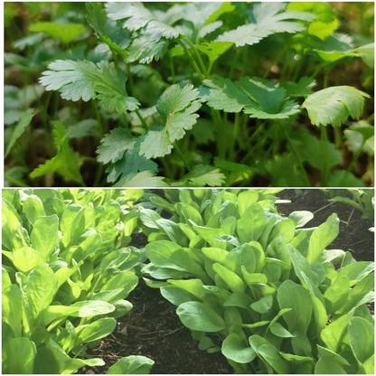 Vinca Art Coriander Seeds And Spinach Seeds Dhaniyalu/Dhania/Palak Seeds Seed