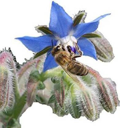 VibeX NBIR-76 - Certified Organic Borage - (450 Seeds) Seed