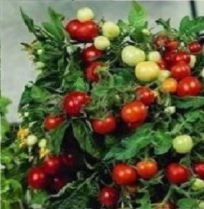 KNESSiN Seed Tomato - Micro Tom Seed
