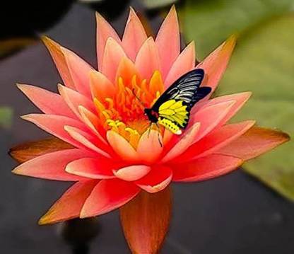 VibeX ® VXI-273 Peach/Orange Color HARDY Water Lily Seeds Seed