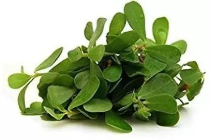 MAA Purslane, Kulfa Seed