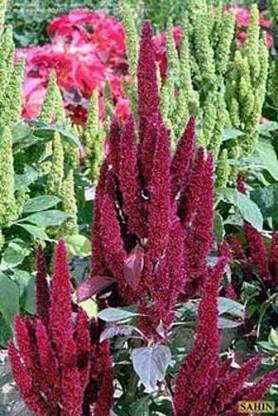 KANAYA Amaranthus Love Lies Bleeding Seed