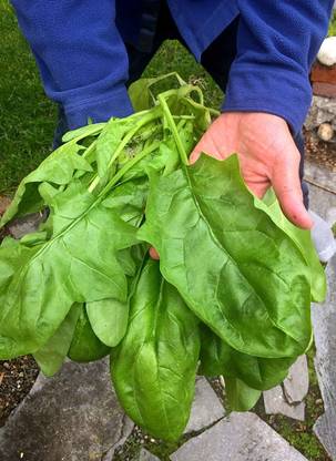 VibeX ® VLR-60 Giant Winter Spinach Seeds Seed