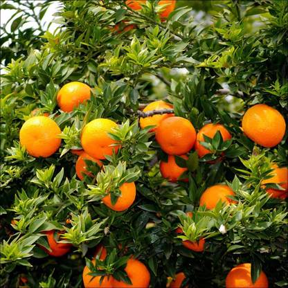 Aywal Malta orange/Kinnow/Kinnu Fruit Seed