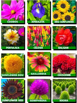 ARTA 10 Variety Of Flower Seeds Combo Pack With 100% Germination Seed