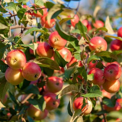 deodar Crab Apple Tree Seeds, Malus sylvestris Seed