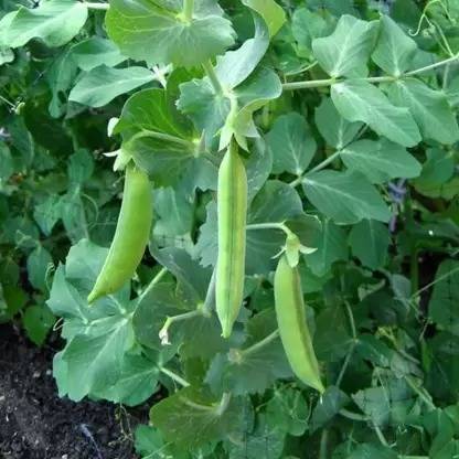 MAA Pea, Green Peas, Matar Seed